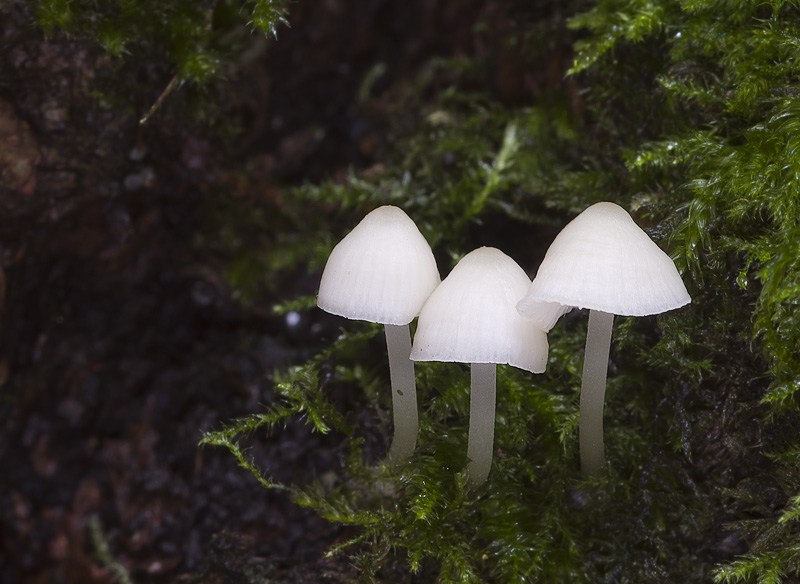 Mycena olida